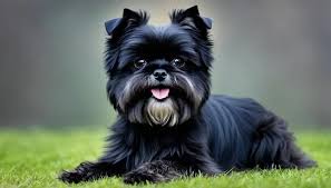 How to Groom an Affenpinscher Dog: A Comprehensive Step-by-Step Guide