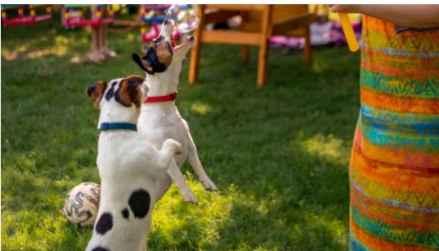 What To Expect On Your Dog’s First Day At Day Care