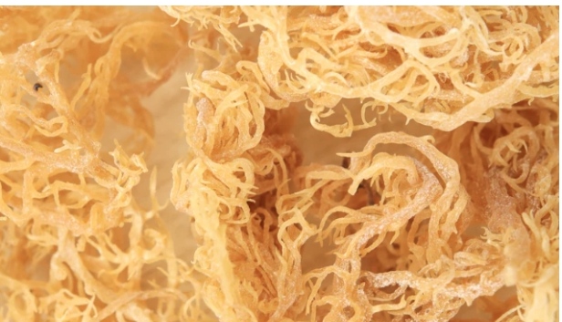 10 Tips For Identifying Authentic Organic Raw Sea Moss